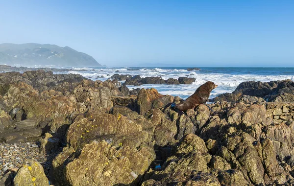 Bir Yeni Zelanda kayalıklarda dinleniyor ve güneşle ısınıyor..