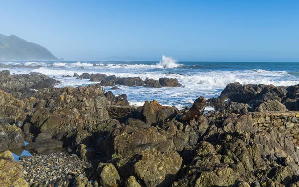 Один Новозеландец Отдыхает Камнях Согревается Солнцем — стоковое фото