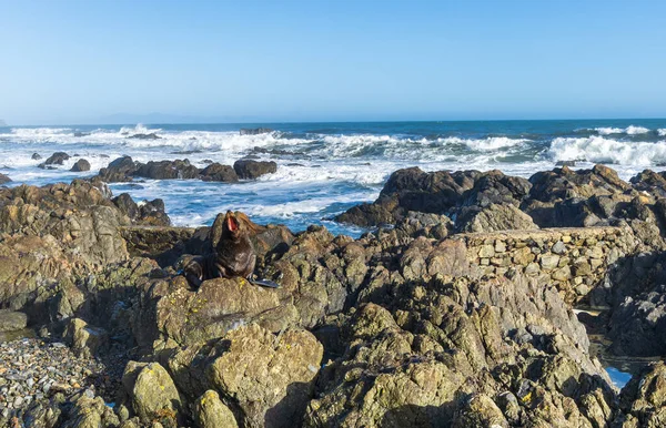 Neozelandese Sbadigliate Mentre Riposa Caldo Sole — Foto Stock