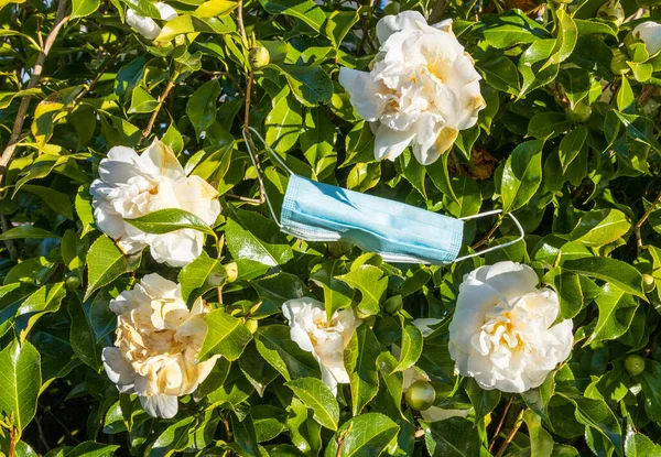 Deksel Masker Een Camellia Struik Met Witte Bloemen Uit — Stockfoto