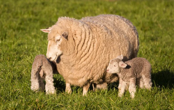 Moeder schapen — Stockfoto