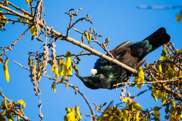 Tui auf den Kopf gestellt — Stockfoto