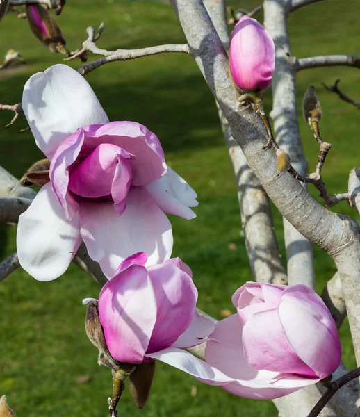 Magnolia λουλούδι — Φωτογραφία Αρχείου