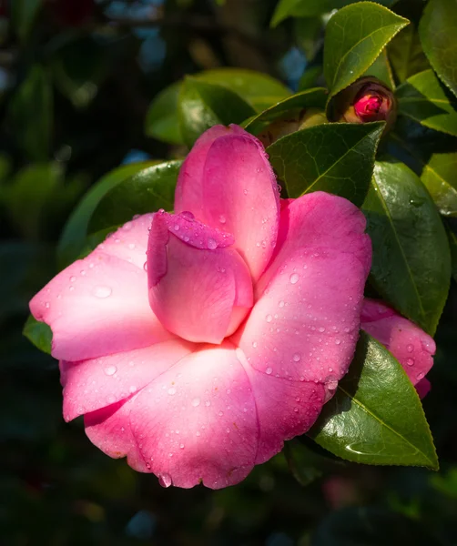 Vacker camellia — Stockfoto