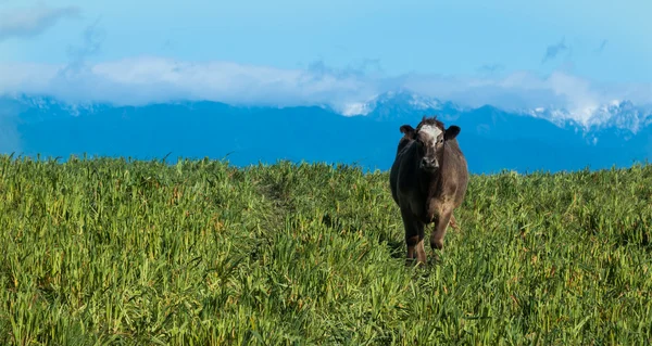 Vaca castanha sozinha — Fotografia de Stock