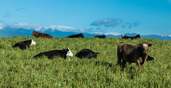 New Zealand Cattle — Stock Photo, Image