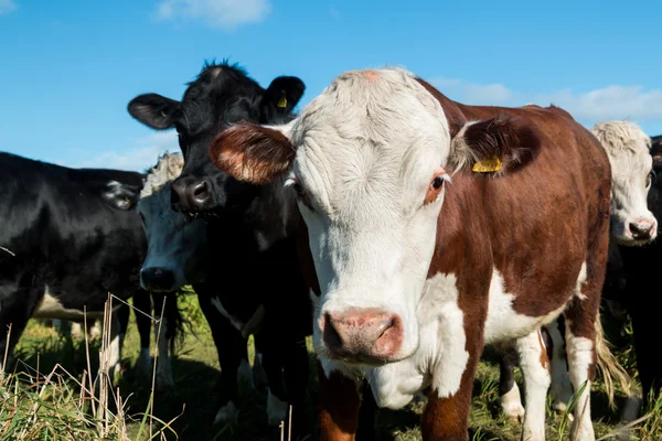 Friendly Cattle — Stock Photo, Image