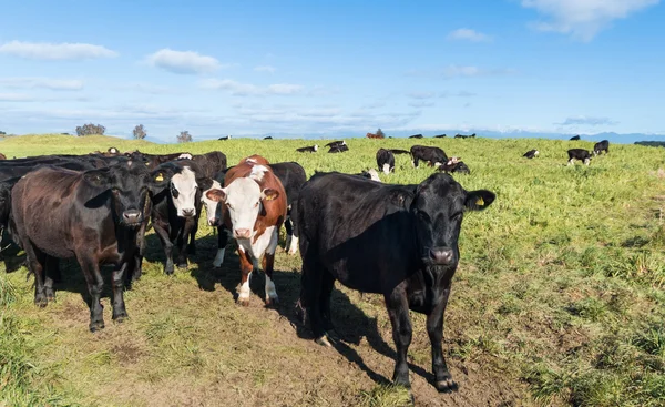 Field of Cattle — Stock Photo, Image