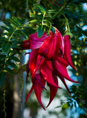 Clianthus Puniceus çiçek