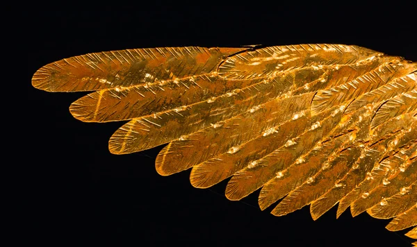 Metalowe złote skrzydło — Zdjęcie stockowe