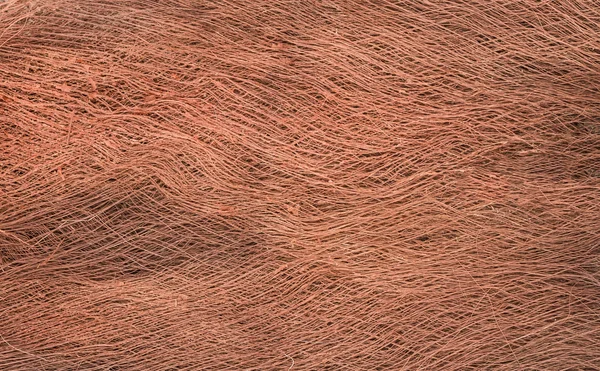 Palm Tree Hair Texture — Stock Photo, Image