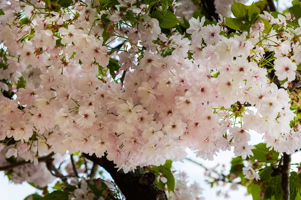 Teljes Cherry Blossom — Stock Fotó