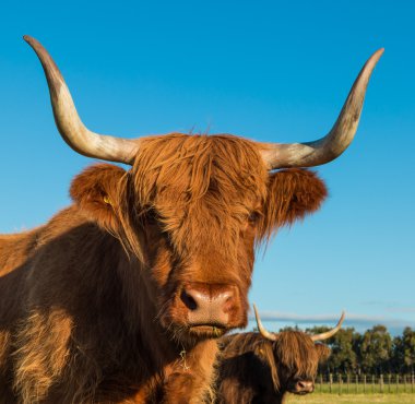Boynuzları yayla inek