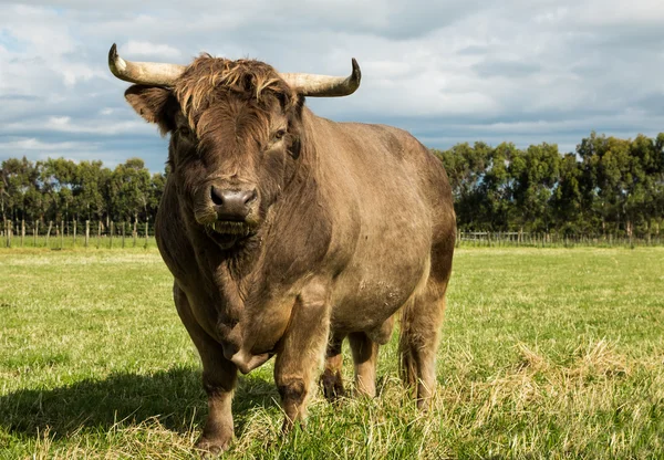 Highland Bull — Stock Photo, Image