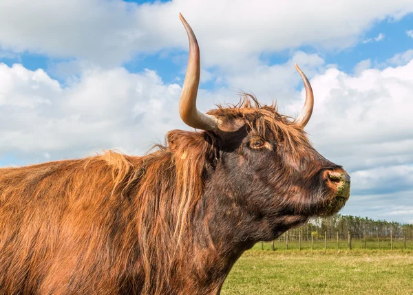 Длиннорогая горная корова — стоковое фото