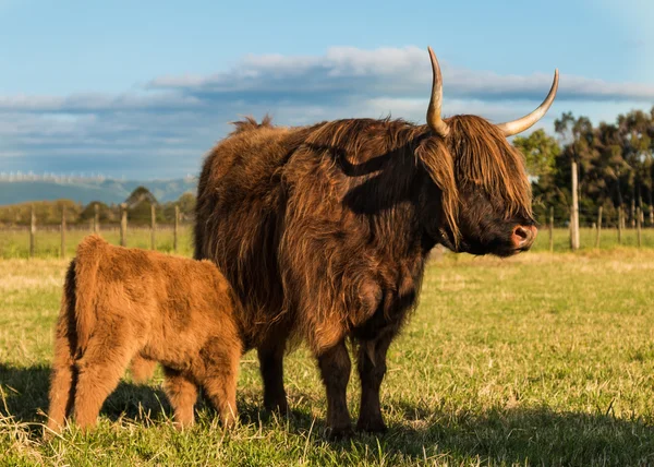 Madre vaca con becerro — Foto de Stock