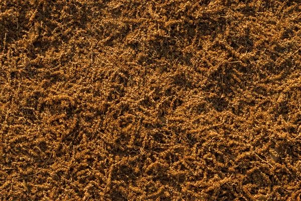 Текстура сухого семенного картофеля — стоковое фото