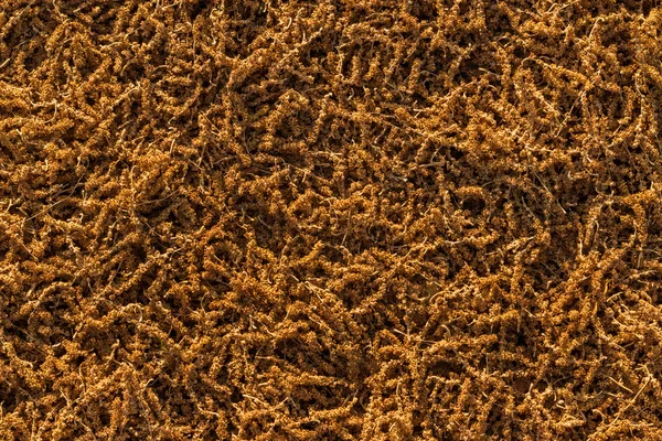 Tree Seed Texture.tif — Stock Photo, Image