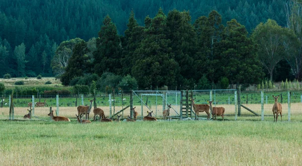 Agricultura de ciervos — Foto de Stock