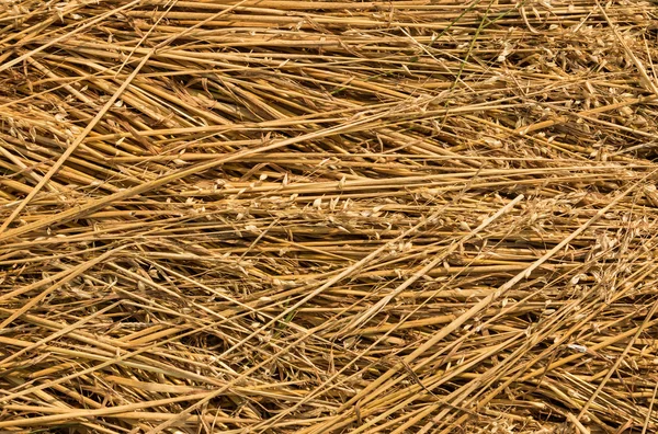 Wheat Stalls — Stock Photo, Image