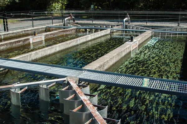 Forel boerderij vijvers — Stockfoto