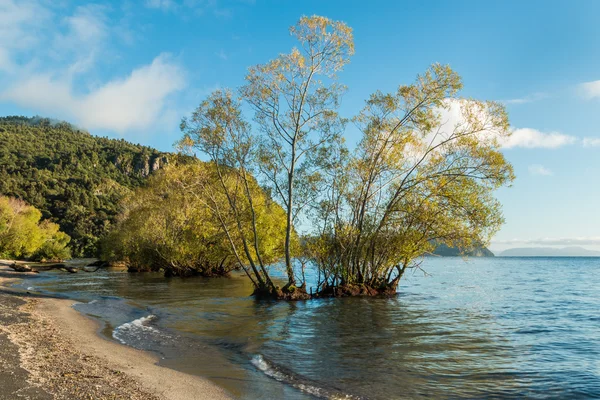 Well Water Trees — Stock Photo, Image