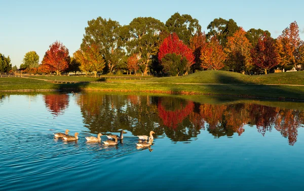 Henly lago otoño —  Fotos de Stock