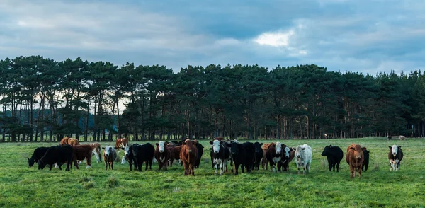 Smíšené skot — Stock fotografie