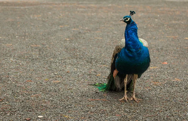 Peacock — Stock Photo, Image