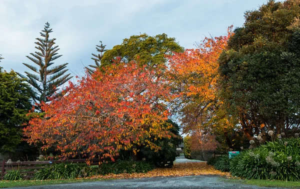 Autumn Trees Driveway — Stock fotografie
