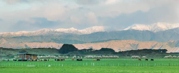 Winter Feeding Out — Stock Photo, Image