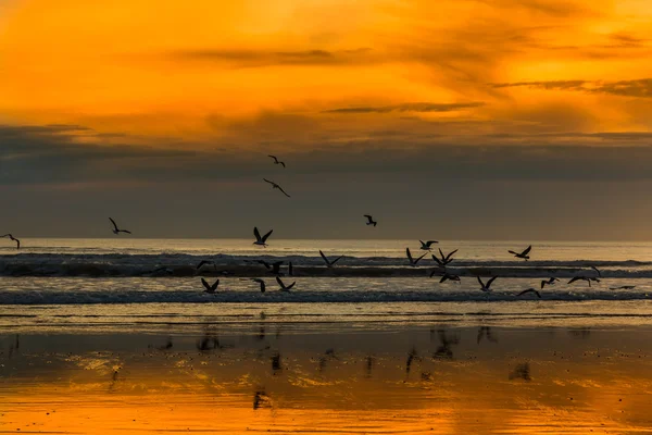 Seagulls Lift Off — Stock Photo, Image