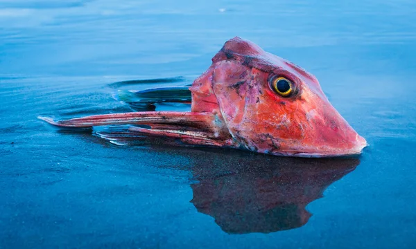Cabeza de pescado rojo —  Fotos de Stock