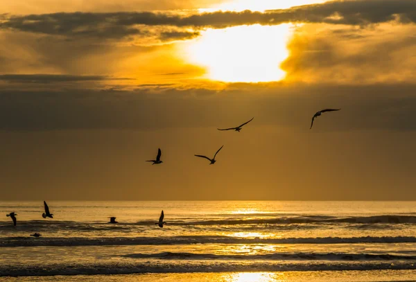 Seagulls Sunset — Stock Photo, Image