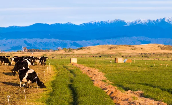 Intensive Winter Grazing — Stock Photo, Image