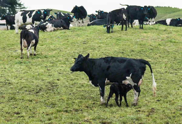 New Born Calf — Stock Photo, Image