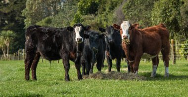 Cattle Feeding Hay clipart