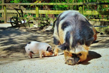 Anne Kunekuna domuz ve yavru domuzcuğu..