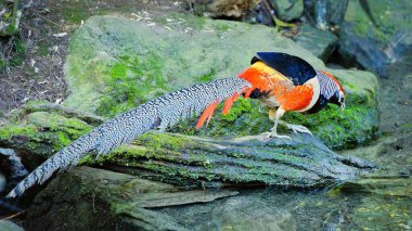 Uzun gri tüylü kuyruklu renkli sülün..