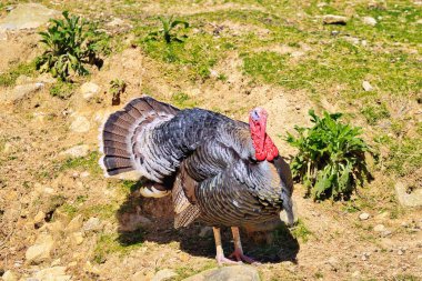 Muhteşem görünümlü erkek Yeni Zelanda hindisi grasa ve kayaların yamacında.