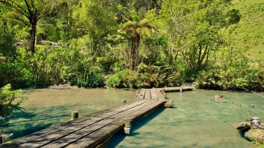 Büyük bir ördek ve kaplumbağa göletinde zikzak çizen harika bir tahta geçit..