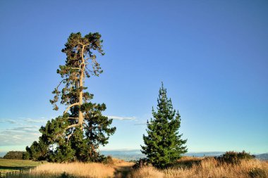 Genç çam ağacı çok uzun bir ping ağacının yanında. Sağ üstteki boşluğu kopyalamak için mavi gökyüzü.