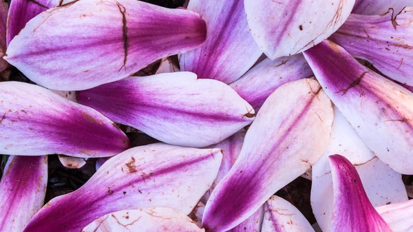Magnolia fialová okvětní lístky — Stock fotografie