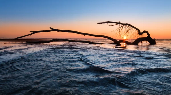 Západ slunce na pláži strom — Stock fotografie