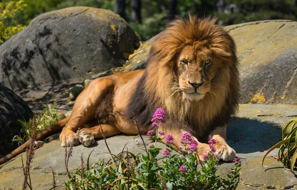 Leão descansa Rock — Fotografia de Stock