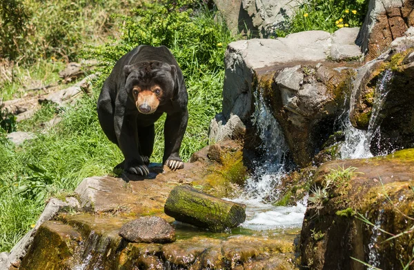 Sun Bear vattenfall — Stockfoto