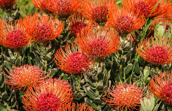 Leucospermum - tűpárna Protea virágok — Stock Fotó