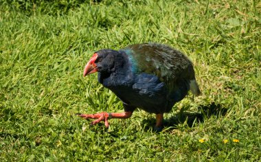 Yeni Zelanda Takahe