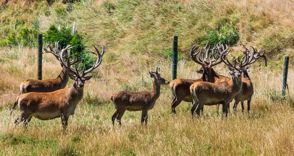 Nova Zelândia Deer Farming — Fotografia de Stock