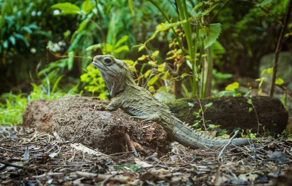 Yeni Zelanda tuatara